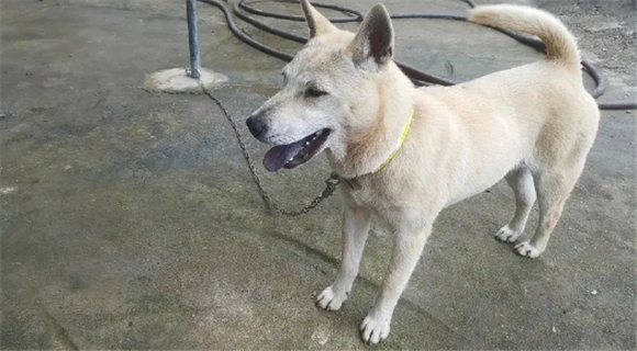 广西士猎犬聪明吗 广西士猎犬聪明吗
