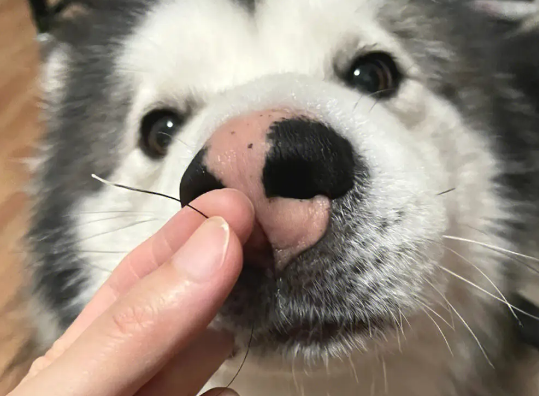 三根须的狗狗好吗 三根须的狗狗好吗