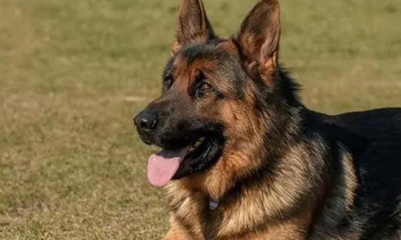 军犬死了属于烈士吗