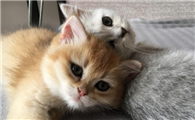 唧唧的猫抄袭谁的小说事件