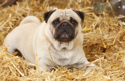迷你宾莎犬禁养吗