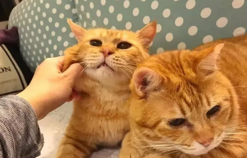 猫界最“怂”的6种猫,胆子比老鼠还小,中看不中用 猫界最“怂”的6种猫,胆子比老鼠还小,中看不中用
