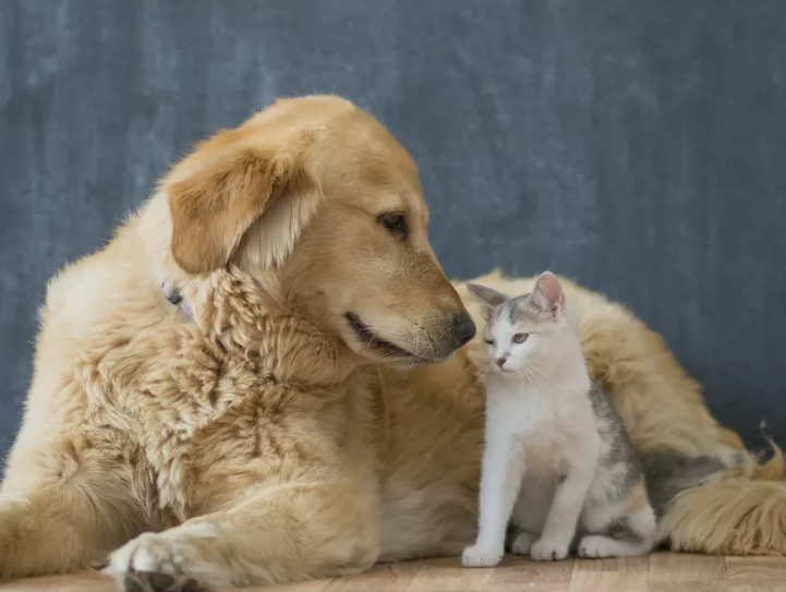 狗会爱上猫吗 狗会爱上猫吗