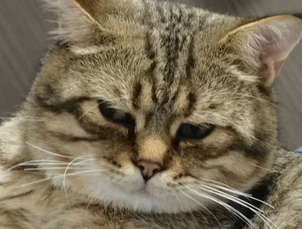 猫行为异常有什么预兆 猫行为异常有什么预兆
