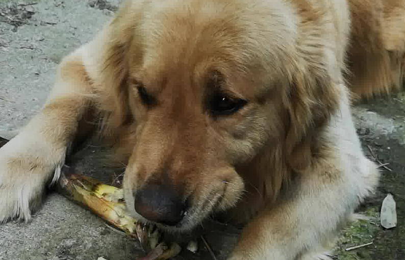 狗可以吃笋吗