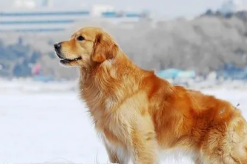 英国国犬是金毛吗