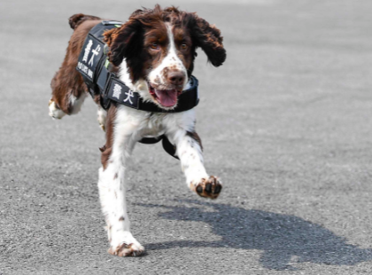 缉毒犬识别毒品主要依靠什么 缉毒犬识别毒品主要依靠什么