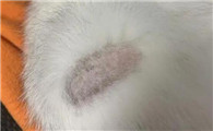 猫癣用什么药膏好得快