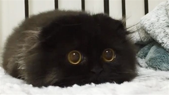 煤球猫叫什么品种