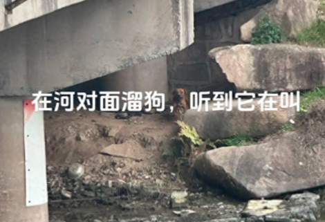 一只狗被拴在桥下面，已经瘦成了皮包骨！
