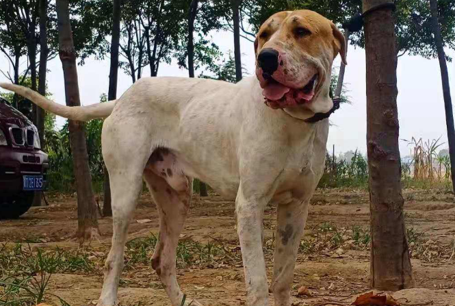 库达犬的介绍智商排名百度百科