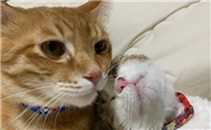 猫眼屎多是什么原因