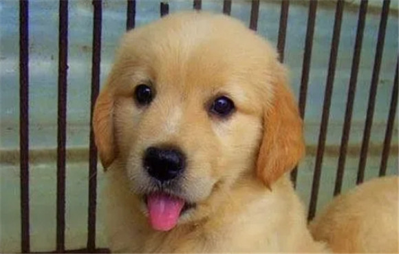 哪里可以买到金贵犬 哪里可以买到金贵犬