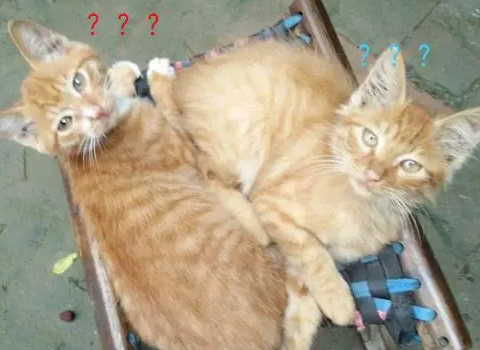 橘猫生了六只小猫,看到最后一只时,铲屎官怀疑自己眼花了 橘猫生了六只小猫,看到最后一只时,铲屎官怀疑自己眼花了