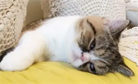猫一个人在家会抑郁吗