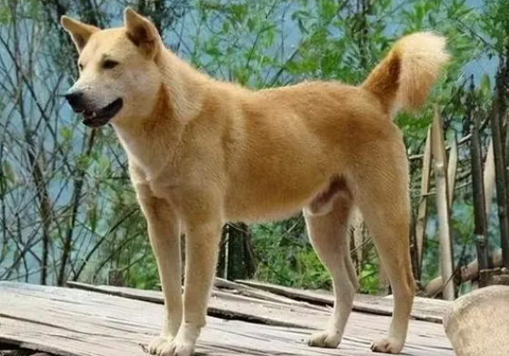中国国犬有多少只