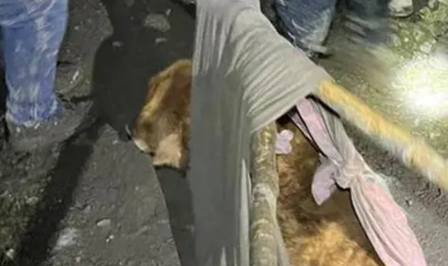 四川一金毛犬受伤被困海拔2400米的深山,9名驴友深夜进山搜救 四川一金毛犬受伤被困海拔2400米的深山,9名驴友深夜进山搜救