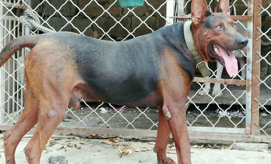 莱州红犬名字大全霸气