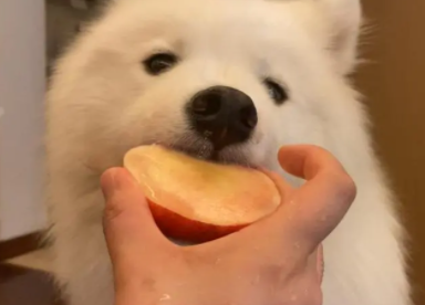狗可以吃桃子不