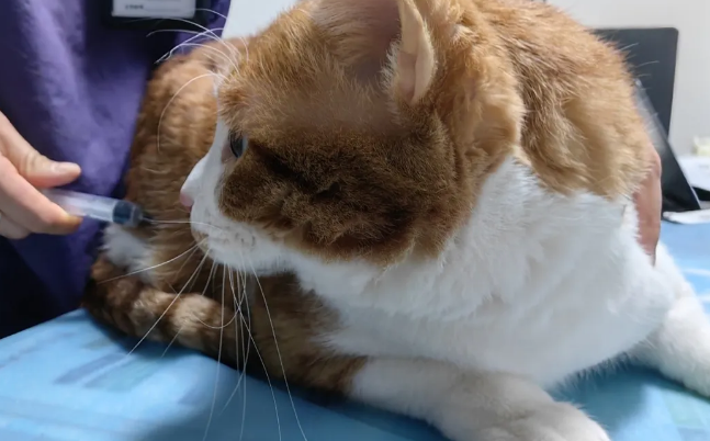猫咪是否应该接种疫苗?(猫注射部位肉瘤让人闻风丧胆) 猫咪是否应该接种疫苗?(猫注射部位肉瘤让人闻风丧胆)