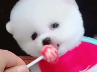 狗可以吃糖吗