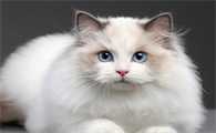 猫体温低就没救了吗