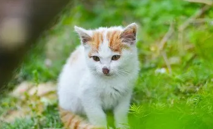 40天的小猫会自己排便吗
