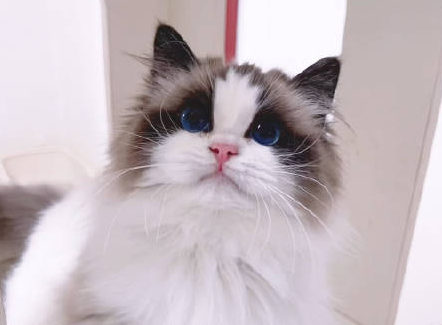 猫舔我的脸是什么意思