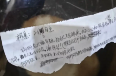 小柯基因为患上狗瘟,就被主人无情遗弃 小柯基因为患上狗瘟,就被主人无情遗弃