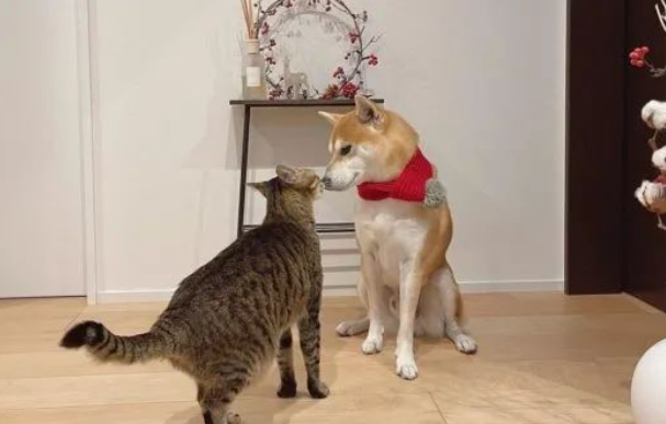 柴犬脖子一动不动,竟是被它“封印”...太宠了吧! 柴犬脖子一动不动,竟是被它“封印”...太宠了吧!