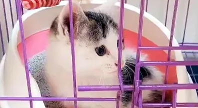 流浪小猫腿伤被送医,猫妈一路寻来探望,小心翼翼的样子让人揪心 流浪小猫腿伤被送医,猫妈一路寻来探望,小心翼翼的样子让人揪心