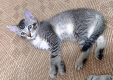 雀猫智商聪明吗