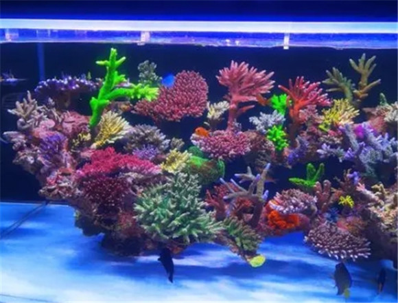 森语水族官网电话 森语水族官网电话