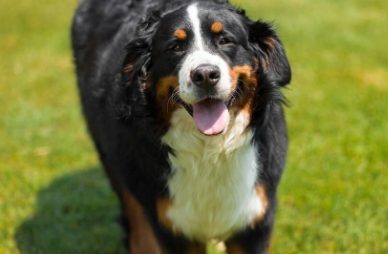 犬种对寿命的影响