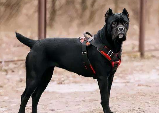 护卫犬品种大全及图片