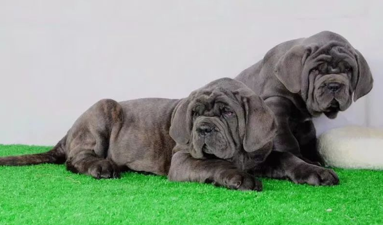 意大利黑手党养的犬 意大利黑手党养的犬