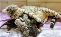 猫一次能生多少个小猫