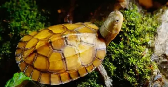 新手养龟推荐!这8种龟,便宜好养互动性又好! 新手养龟推荐!这8种龟,便宜好养互动性又好!