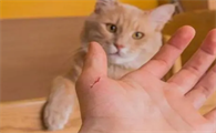 猫咬人以后半个月死了