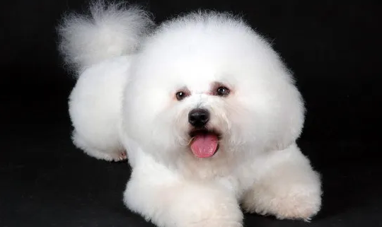 比熊犬怎么看纯不纯?纯种比熊犬挑选技巧 比熊犬怎么看纯不纯?纯种比熊犬挑选技巧