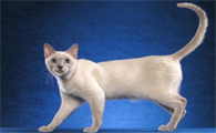 泰国猫十五种品种及图片