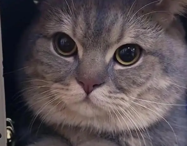 主人把猫咪带教室,猫咪从课桌里探头太可爱,真正的“大脸猫” 主人把猫咪带教室,猫咪从课桌里探头太可爱,真正的“大脸猫”