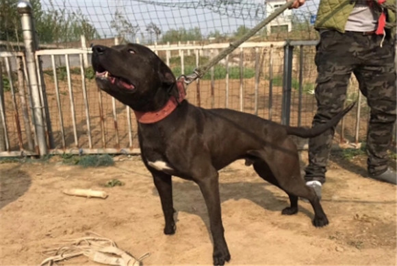 比特犬斗得过库达犬吗 比特犬斗得过库达犬吗