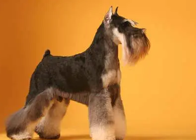 雪纳瑞犬和泰迪哪个聪明 雪纳瑞犬和泰迪哪个聪明
