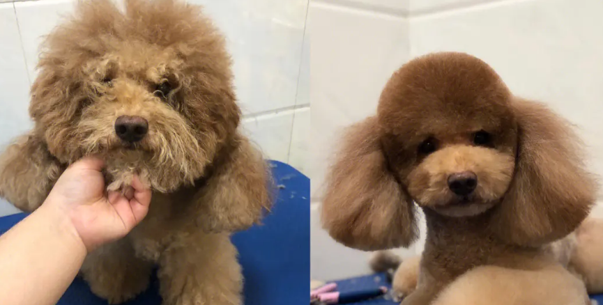 贵宾犬12种修剪造型 贵宾犬12种修剪造型