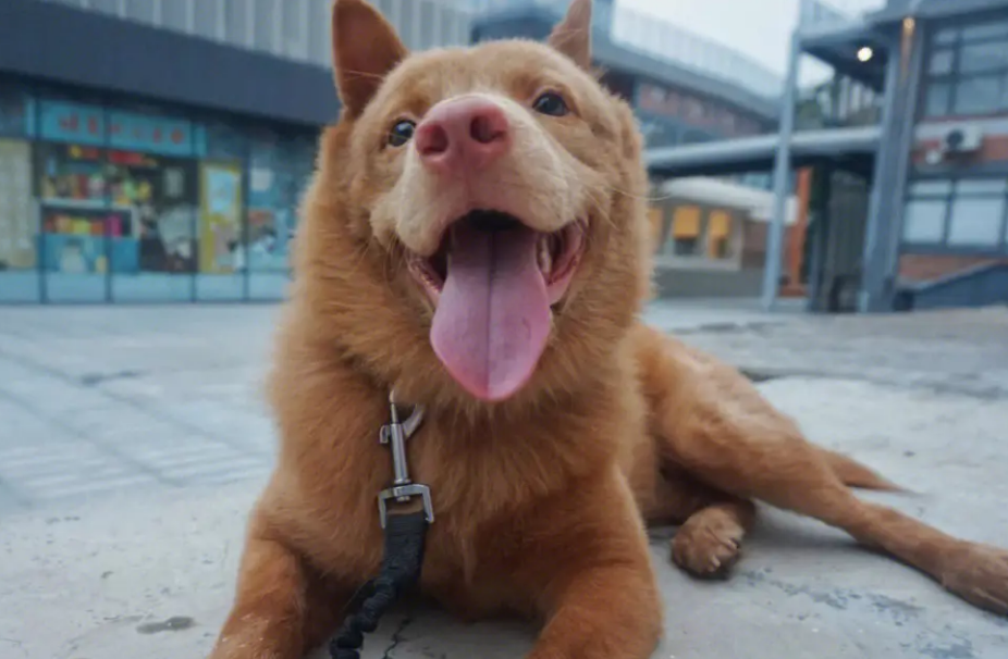 五红犬骗局百度百科