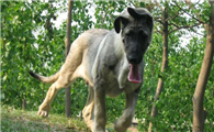狼青和黑狼犬哪个厉害