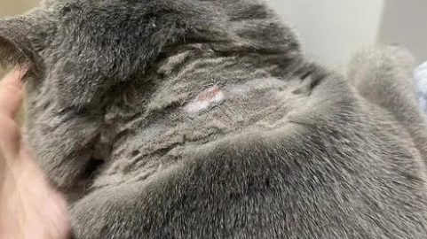 猫癣会传染给其它猫吗