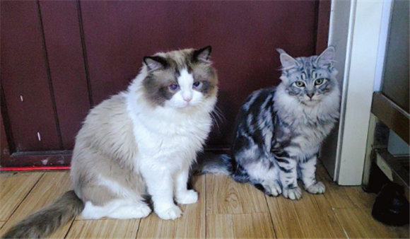 缅因猫和暹罗猫杂交