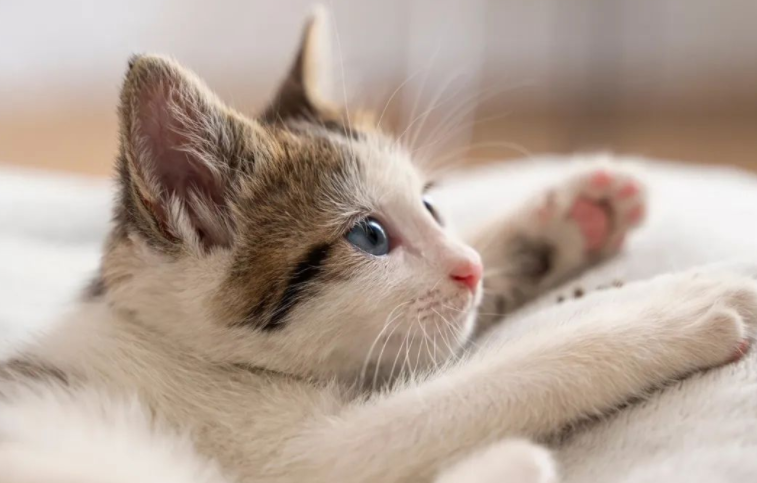 猫咪生气有哪些表现? 猫咪生气有哪些表现?